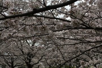 大分も桜　開花